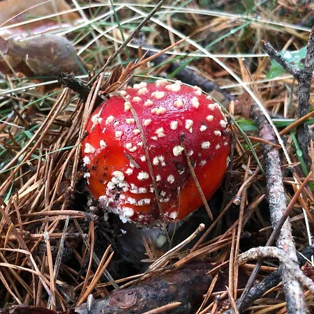別荘 La Salceda Torre Val de San Pedro