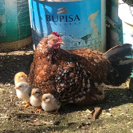別荘 La Salceda Torre Val de San Pedro