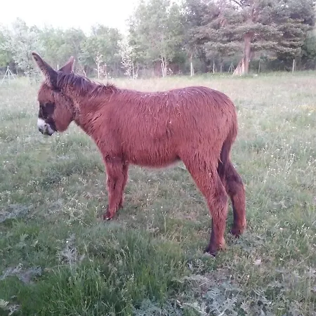 La Salceda * 托雷瓦尔德圣佩德
